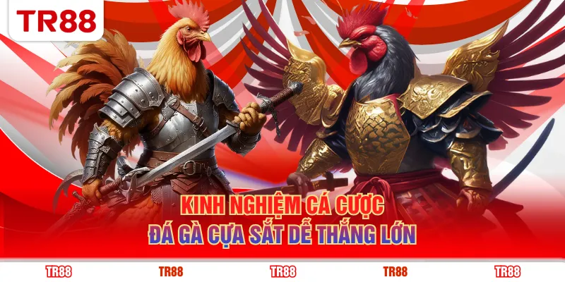 Kinh nghiệm cá cược đá gà cựa sắt dễ thắng lớn